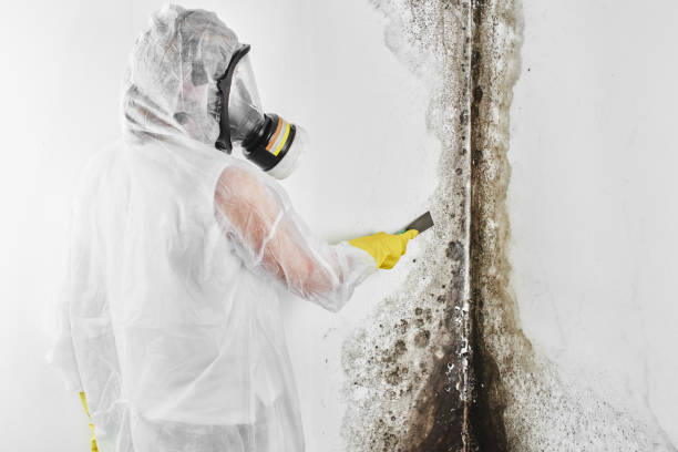 Crawl Space Mold Removal in Greenbrier, TN