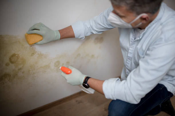 Best Mold Remediation Experts  in Greenbrier, TN