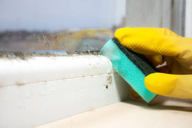 Best Black Mold Removal  in Greenbrier, TN