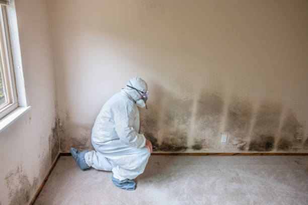 Best Attic Mold Removal  in Greenbrier, TN