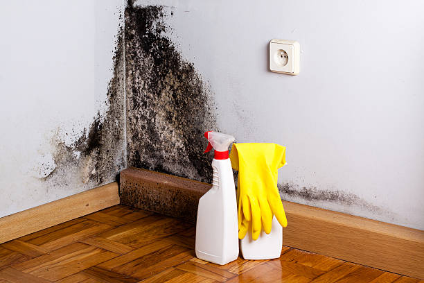 Best Mold Cleaning Services  in Greenbrier, TN