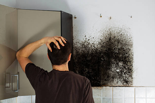 Best Toxic Mold Removal  in Greenbrier, TN